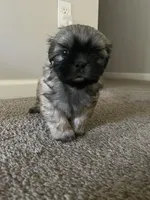 Leo, a male Shih Tzu for sale in Atlanta, GA – 7 of 9