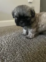 Leo, a male Shih Tzu for sale in Atlanta, GA – 9 of 9