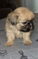 Scooter, a male Shih Tzu for sale in Atlanta, GA – 2 of 2