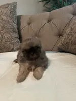 Hondo, a male Shih Tzu for sale in Atlanta, GA – 3 of 3