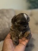 Rocky, a male Shih Tzu for sale in Atlanta, GA – Photo 3 of 3