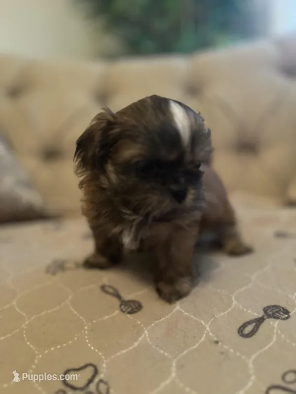 Rocky – Shih Tzu puppy for sale in Atlanta, GA