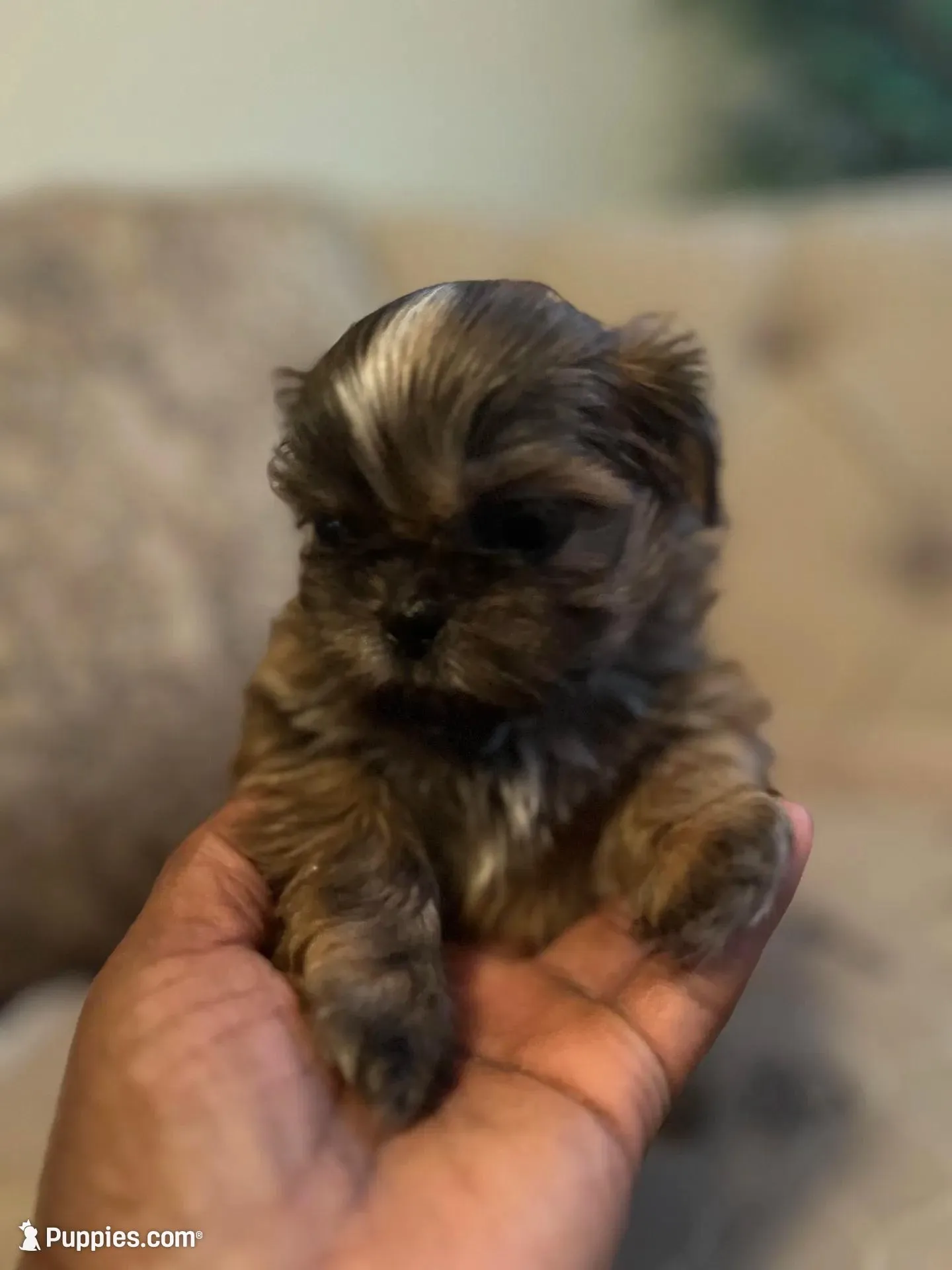 Rocky – Shih Tzu puppy on hold in Atlanta, GA