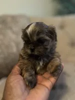 Rocky, a male Shih Tzu for sale in Atlanta, GA – Photo 2 of 3