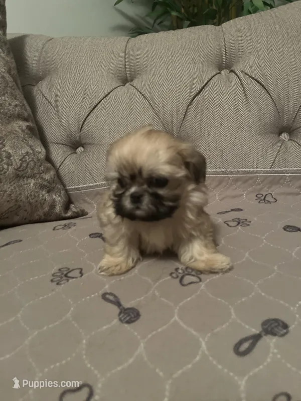 Biscuit – Shih Tzu puppy for sale in Atlanta, GA