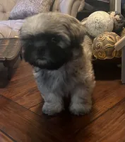 Chip, a male Shih Tzu for sale in Atlanta, GA – 2 of 2