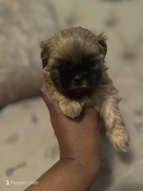 Precious, a female Shih Tzu for sale in Atlanta, GA – Photo 1 of 1