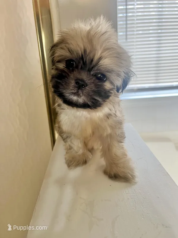 Jax – Shih Tzu puppy for sale in Atlanta, GA