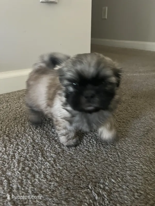 Chip – Shih Tzu puppy for sale in Atlanta, GA