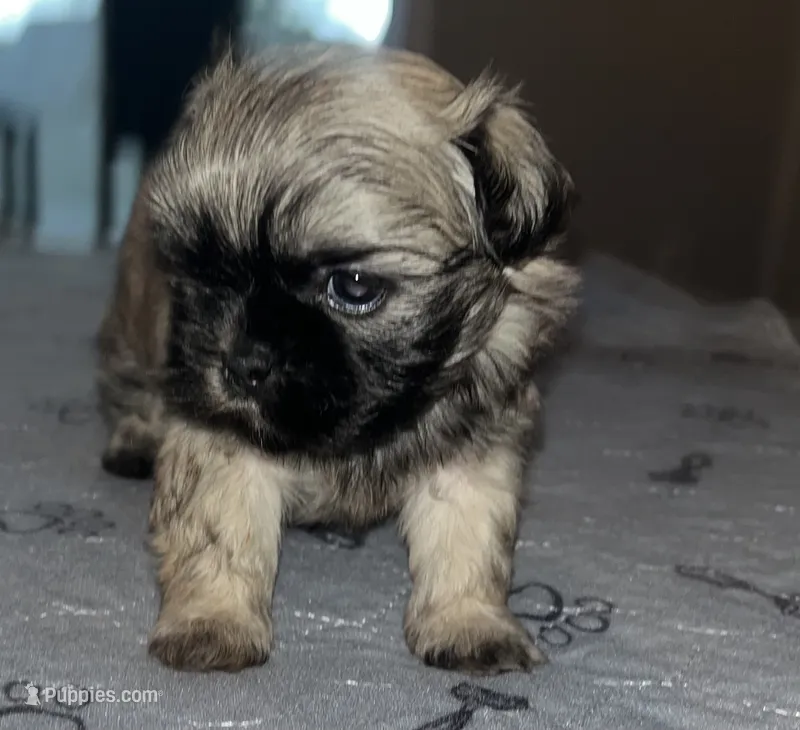 Neo – Shih Tzu puppy for sale in Atlanta, GA