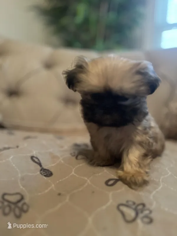 Chloe  – Shih Tzu puppy for sale in Atlanta, GA