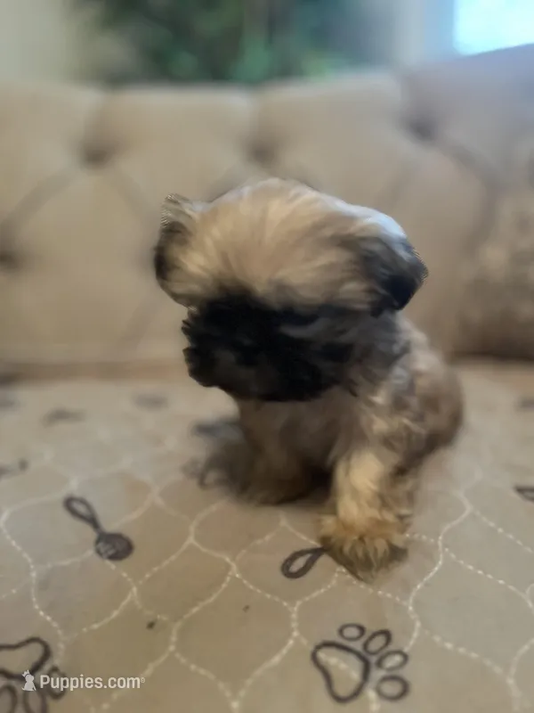 Chloe  – Shih Tzu puppy for sale in Atlanta, GA