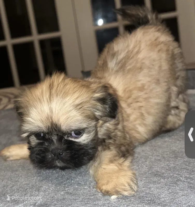 Chloe  – Shih Tzu puppy for sale in Atlanta, GA