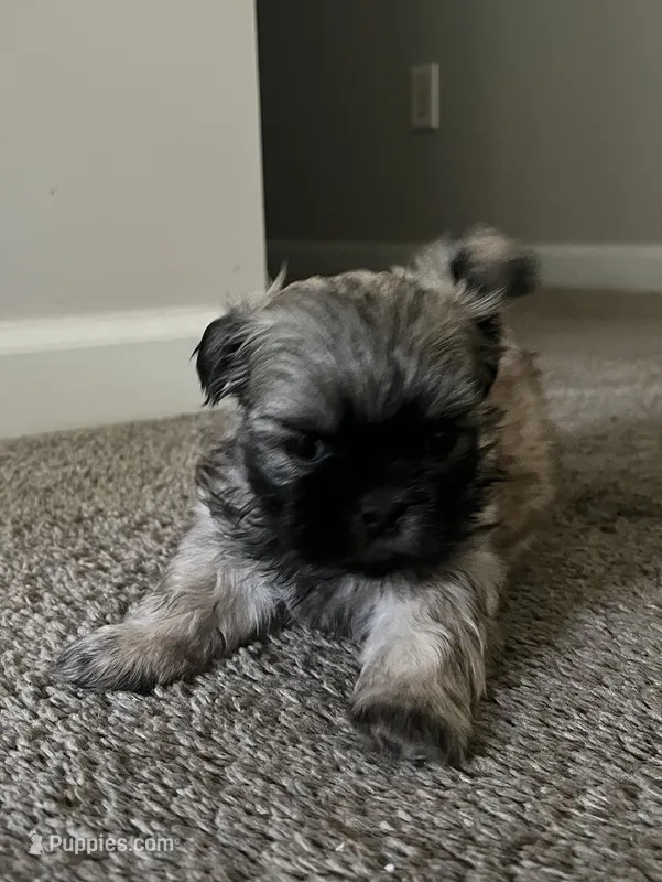 Neo – Shih Tzu puppy for sale in Atlanta, GA