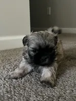 Leo, a male Shih Tzu for sale in Atlanta, GA – 3 of 9