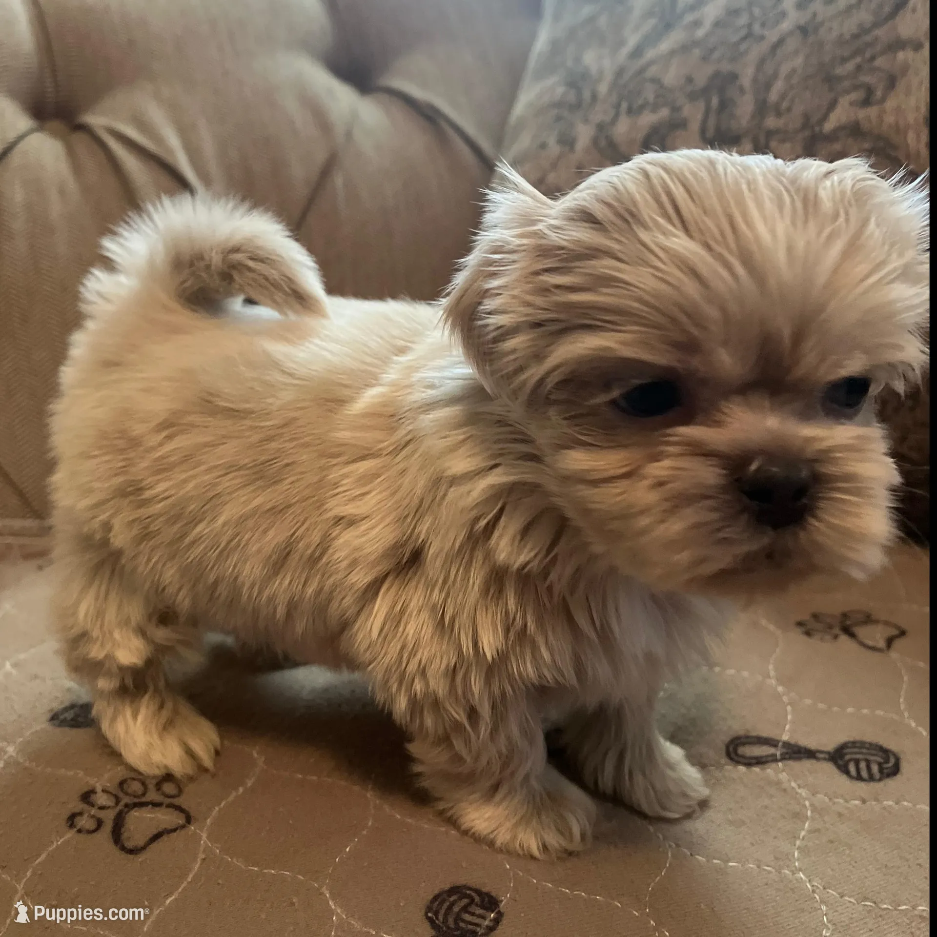 Ghost – Shih Tzu puppy for sale in Atlanta, GA
