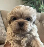 Ghost, a male Shih Tzu for sale in Atlanta, GA – Photo 2 of 2