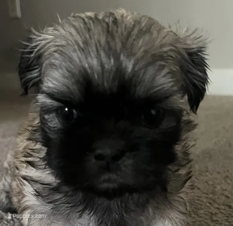 Leo – Shih Tzu puppy for sale in Atlanta, GA