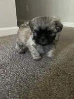 Leo, a male Shih Tzu for sale in Atlanta, GA – 5 of 9
