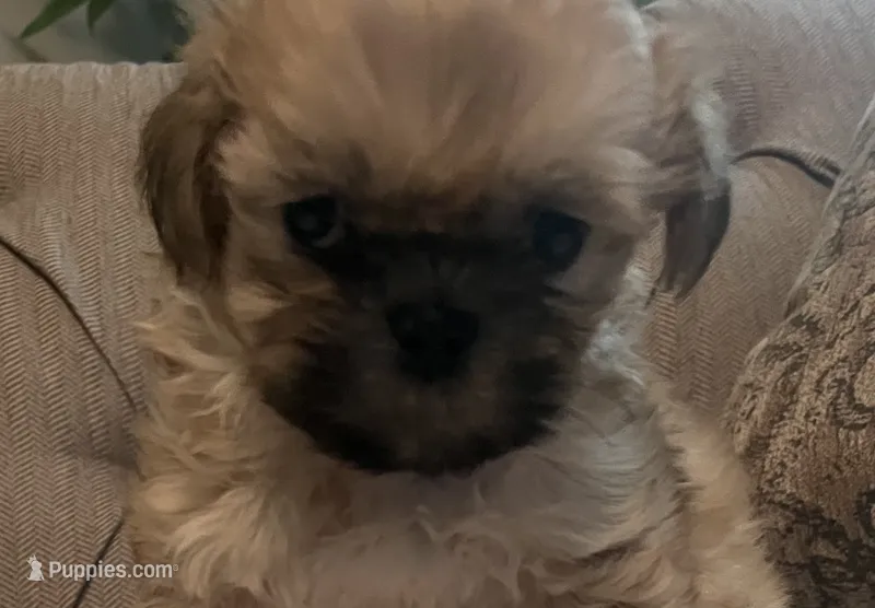 Mia – Shih Tzu puppy for sale in Atlanta, GA