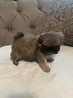 Hondo, a male Shih Tzu for sale in Atlanta, GA – 2 of 3