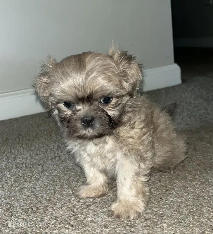 Hondo – Shih Tzu puppy for sale in Atlanta, GA