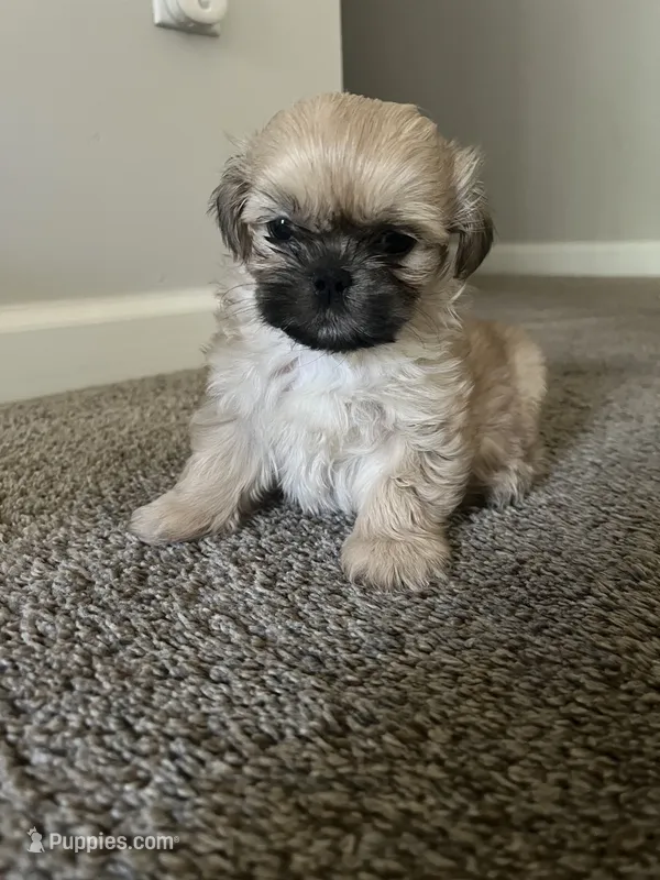 Mia – Shih Tzu puppy for sale in Atlanta, GA