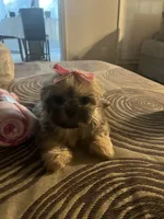 Kia, a female Shih Tzu for sale in Atlanta, GA – 2 of 2