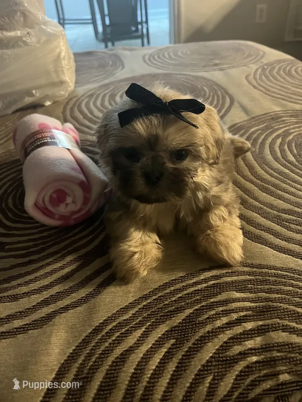 Kia – Shih Tzu puppy for sale in Atlanta, GA