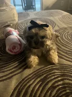 Kia, a female Shih Tzu for sale in Atlanta, GA – 1 of 2