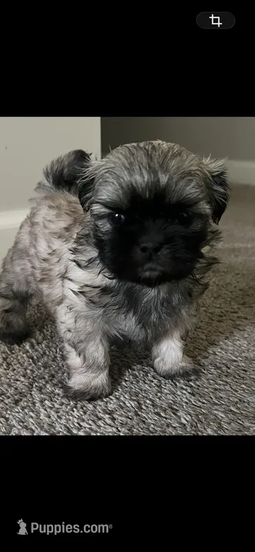 Neo – Shih Tzu puppy for sale in Atlanta, GA