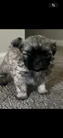 Neo, a male Shih Tzu for sale in Atlanta, GA – 1 of 1