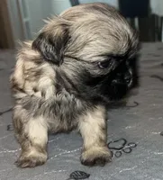 Neo, a male Shih Tzu for sale in Atlanta, GA – 2 of 3