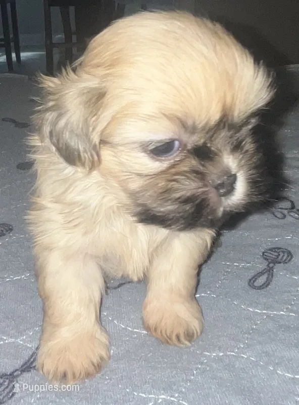 Mia – Shih Tzu puppy for sale in Atlanta, GA