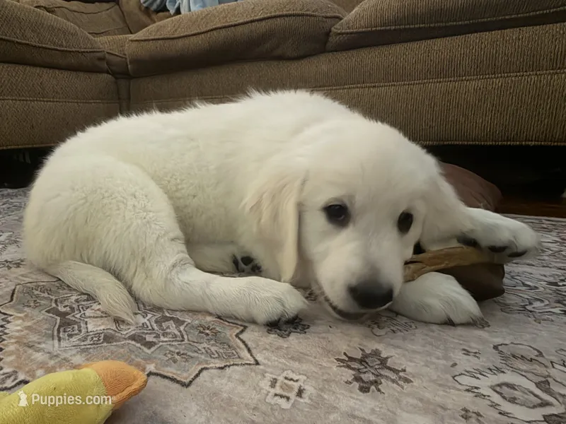 Pinky – English Cream Golden Retriever puppy for sale in Phoenix, AZ