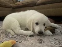 Pinky, a female English Cream Golden Retriever for sale in Phoenix, AZ – 1 of 2