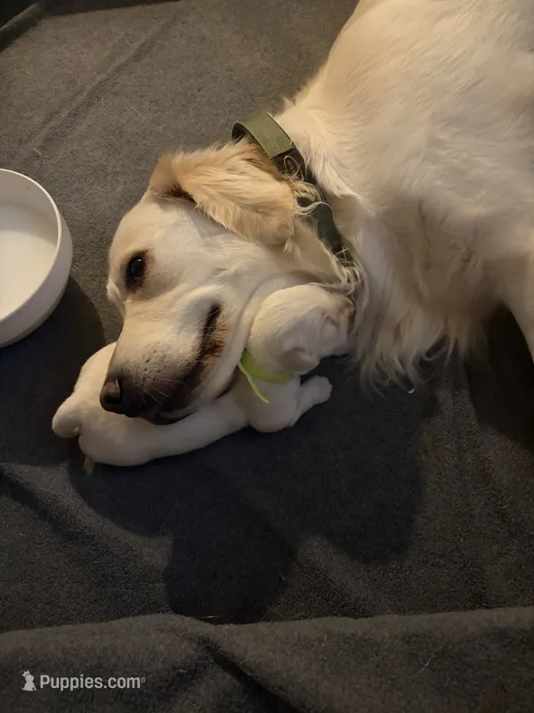 Green – English Cream Golden Retriever puppy for sale in Phoenix, AZ