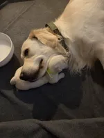 Green, a male English Cream Golden Retriever for sale in Phoenix, AZ – 1 of 1
