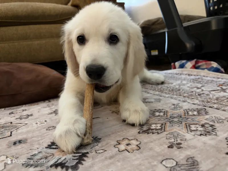 Gray – English Cream Golden Retriever puppy for sale in Phoenix, AZ