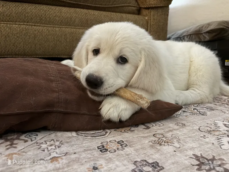 Violet – English Cream Golden Retriever puppy for sale in Phoenix, AZ