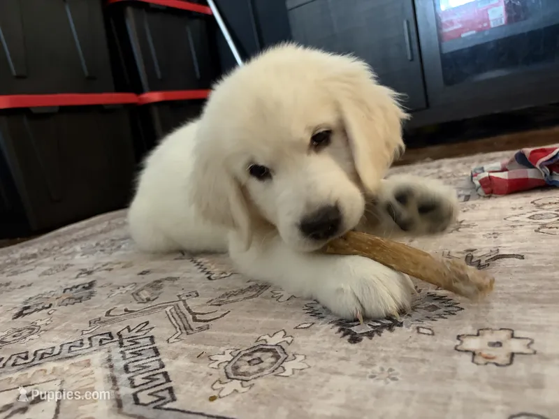 Green – English Cream Golden Retriever puppy for sale in Phoenix, AZ