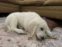 Pinky, a female English Cream Golden Retriever for sale in Phoenix, AZ – 2 of 2