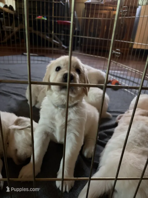 Gray – English Cream Golden Retriever puppy for sale in Phoenix, AZ