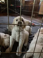 Gray, a female English Cream Golden Retriever for sale in Phoenix, AZ – 1 of 1