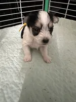 AB003, a male Morkie for sale in Bristol, VA – 1 of 5