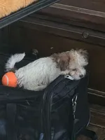 AB001, a female Morkie for sale in Bristol, VA – 3 of 6