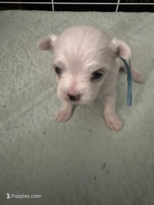 SO001 – Maltese puppy for sale in Bristol, VA