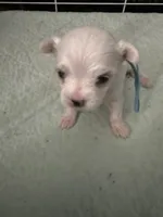 SO001, a male Maltese for sale in Bristol, VA – 3 of 4