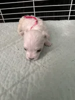 SO002, a female Maltese for sale in Bristol, VA – 4 of 6