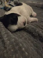MO001, a female Morkie for sale in Bristol, VA – 2 of 4